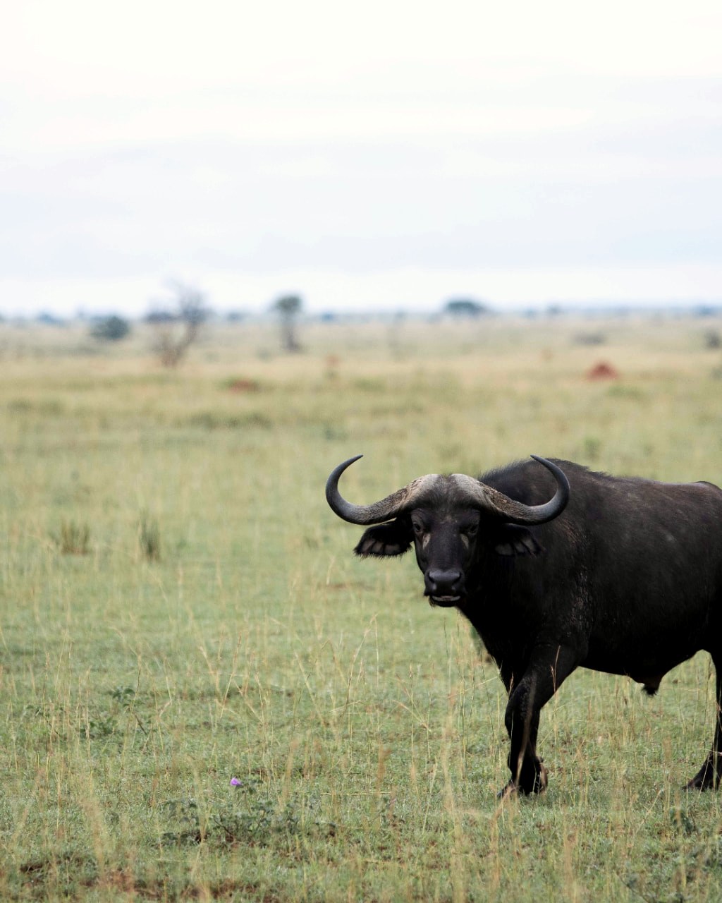 Viaje a Uganda con Goa Travel Lab